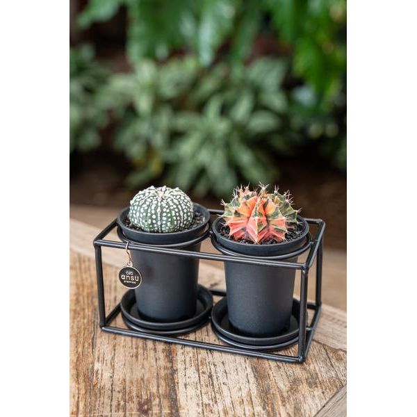 Cactus Duo In Design Frame - Ø17cm - ↕12cm