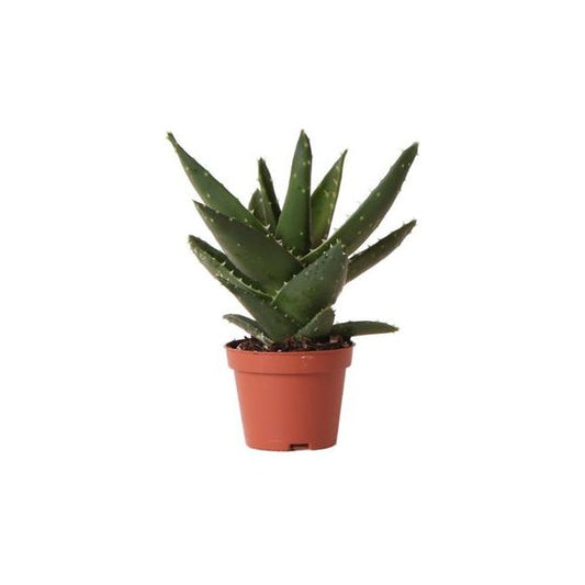 Kolibri-Grün | Grünpflanze - Sukkulente Aloe Brevifolia - Topfgröße Ø6cm - grüne Zimmerpflanze - frisch vom Züchter