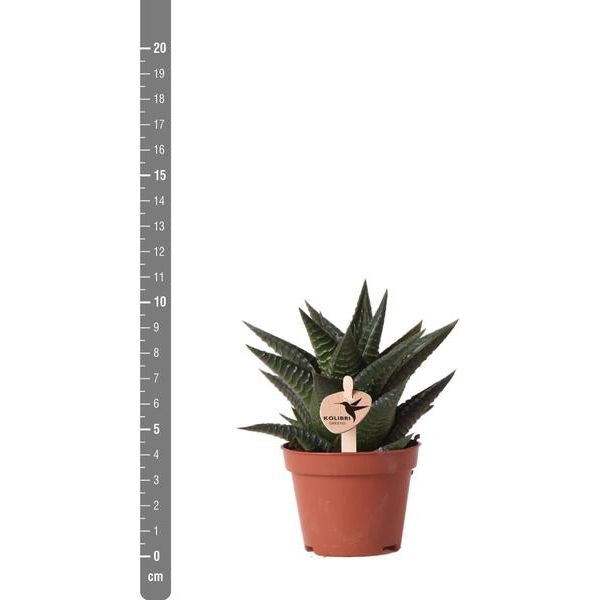 Hummingbird Greens | Green plant - Succulent Haworthia Limifolia - pot size Ø6cm - green houseplant - fresh from the grower