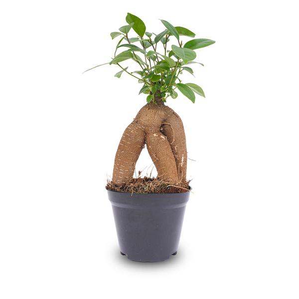 Ficus microcarpa ginseng bonsai  - Potmaat 9