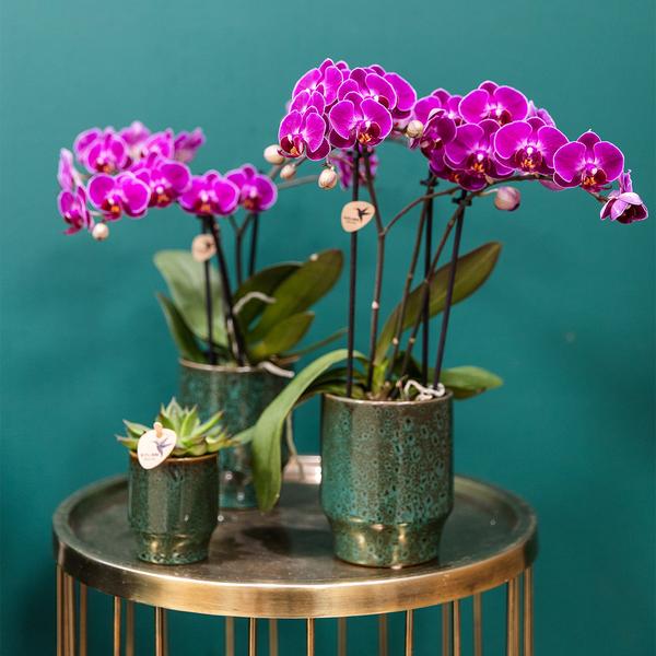 Hummingbird Orchids | Purple phalaenopsis orchid - Morelia Classy green - pot size Ø9cm | flowering houseplant - fresh from the grower