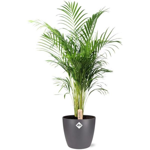 Dypsis Lutescens (Areca) - Ø24cm - ↕110cm + Pot Brussels D25x23cm - Antraciet