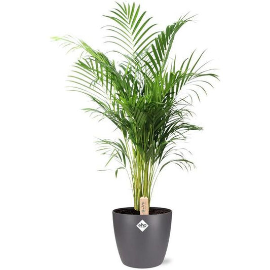 Dypsis Lutescens (Areca) - Ø24cm - ↕110cm + Pot Brussels D25x23cm - Antraciet