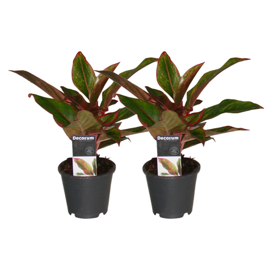 Aglaonema Crete - 2 pieces - ø12 - ↕30cm