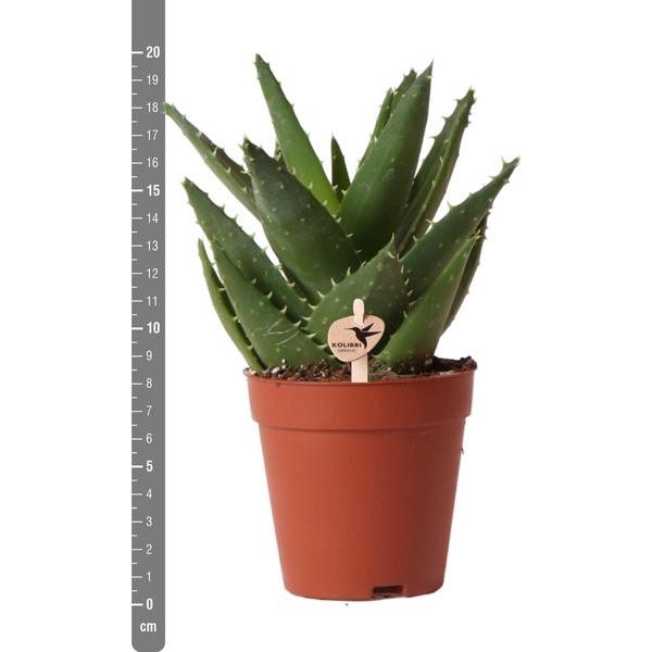 Hummingbird Greens | Green plant - Succulent Aloe Brevifolia - pot size Ø9cm - green houseplant - fresh from the grower