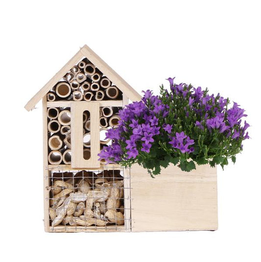 Campanula Addenda Intense Purple in insect hotel pot - pot size 12cm - perennial - winter hardy