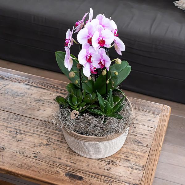 Kolibri-Orchideen | rosa Phalaenopsis Orchidee - Niagara Fall - Topfgröße Ø12cm | blühende Zimmerpflanze - frisch vom Züchter