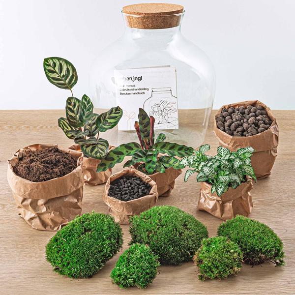 DIY terrarium -  Fat Joe - ↕ 30 cm