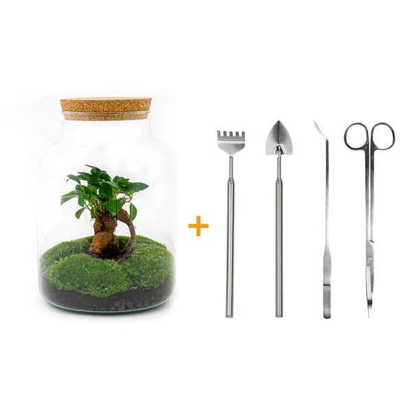 DIY Terrarium - Milky mit Bonsai - ↕ 30 cm - Normal