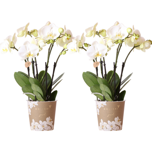 Kolibri Orchideen I KOMBIANGEBOT aus 2 weißen Phalaenopsis Orchideen - Topfgröße Ø12cm | blühende Zimmerpflanze - frisch vom Züchter