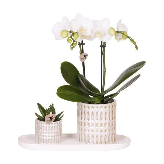 Firma Kolibri | Pflanzenset Le Chic klein | Weiße Phalaenopsis-Orchidee Amabilis und Sukkulente inkl. Dekotöpfen aus Keramik auf cremefarbenem Bio-Tablett