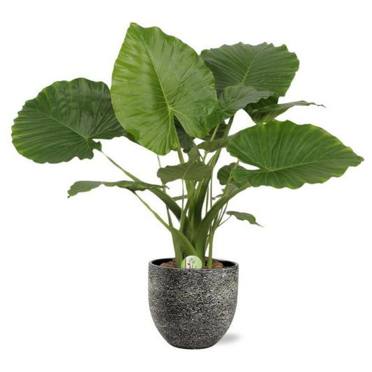 Alocasia Gageana California - Ø21cm - ↕80cm + Tim Pot D24x22cm - Zwart Wit