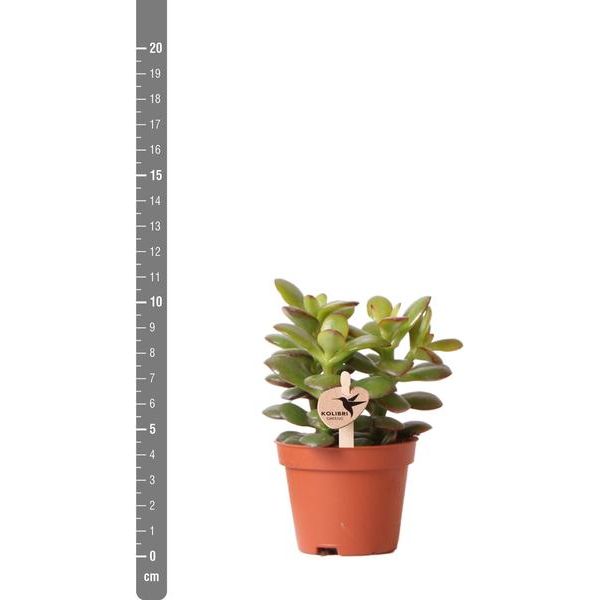 Kolibri Greens | Groene plant - Succulent Crassula Minor - potmaat Ø6cm - groene kamerplant - vers van de kweker