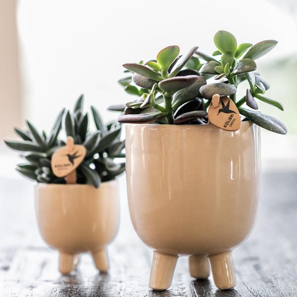 Hummingbird Orchids | Red Phalaenopsis orchid – Congo + Gummy pot travertine – pot size Ø9cm – 40cm high | flowering houseplant in flower pot - fresh from the grower