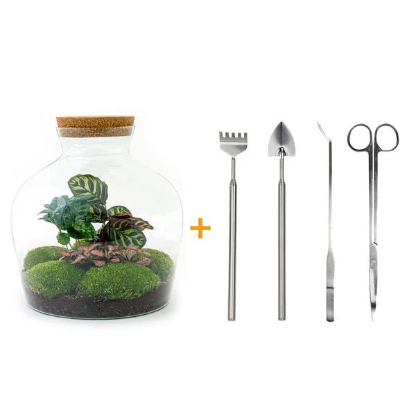 DIY-Terrarium - Fat Joe Coffea - ↕ 30 cm