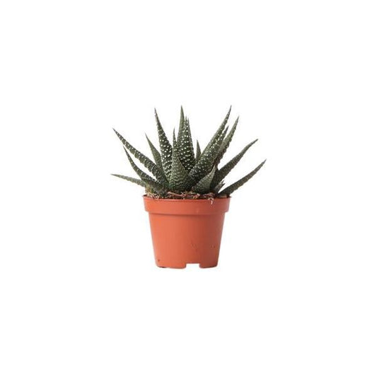 Hummingbird Greens | Green plant - Succulent Haworthia Royal Highnness - pot size Ø6cm - green houseplant - fresh from the grower