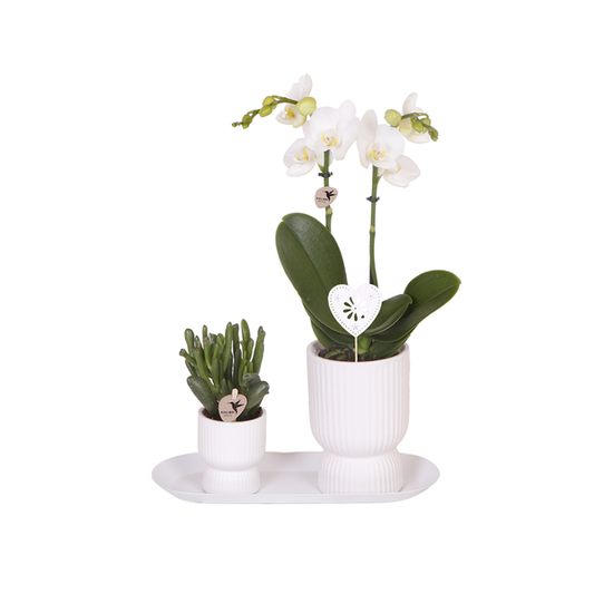 Kolibri Orchids | Plantenset Love wit small| Groene planten met witte Phalaenopsis orchidee in witte sierpotten op wit dienblad