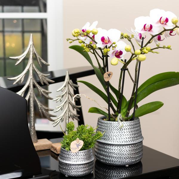 Hummingbird Orchids | White phalaenopsis Ghent orchid in Groove decorative pot silver - pot size Ø12cm | flowering houseplant in flower pot - fresh from the grower