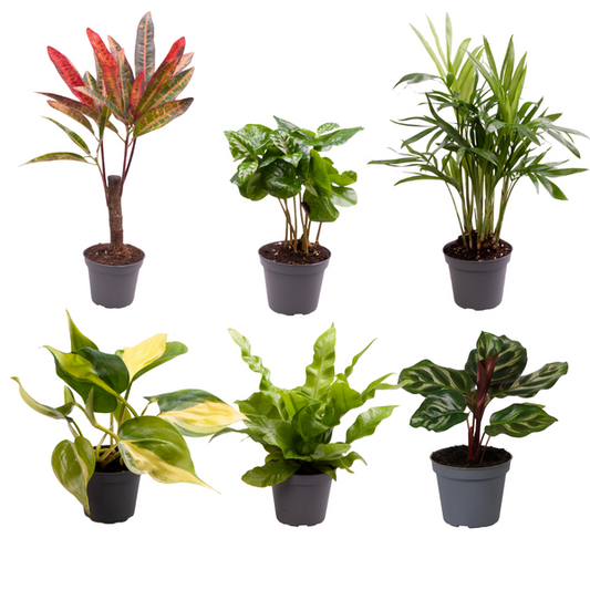 Baby Plants Surprise Box - Ø6cm - ↕12cm - x6