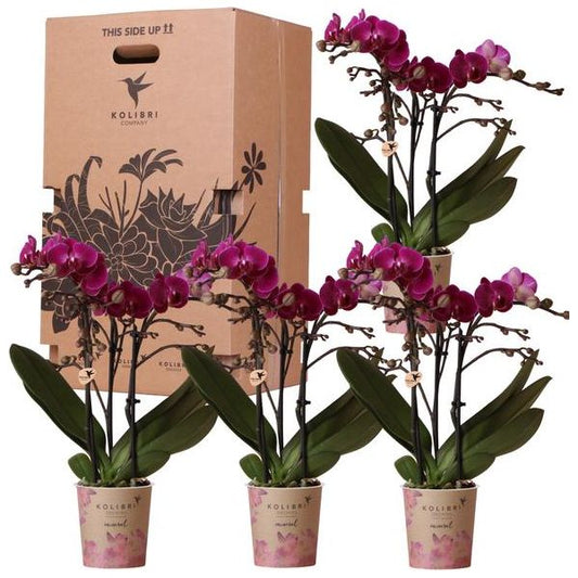 Kolibri Orchideen - Überraschungsbox einfarbig - Pflanzen Vorteilsbox - Überraschungsbox mit 4 verschiedenen Orchideen - Frisch vom Züchter