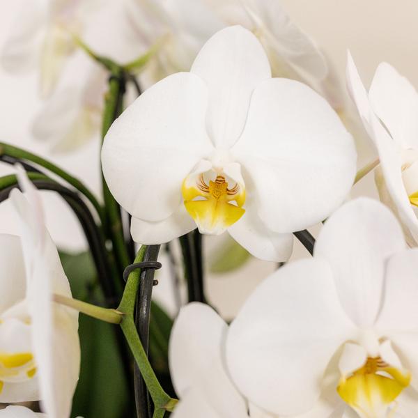 Hummingbird Orchids | white orchid set in Cotton Basket incl. water reservoir | three curved white orchids Niagara Fall 12cm | Mono Bouquet white with self-sufficient