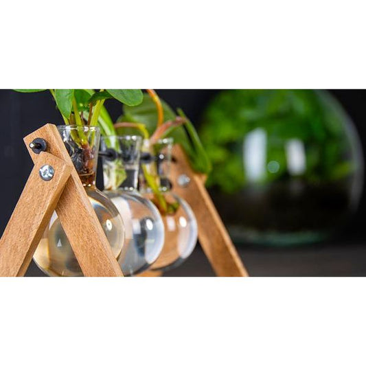 Cutting Stand - 3 glass vases - Hydroponic vase for cuttings - Wooden - Cultivation station