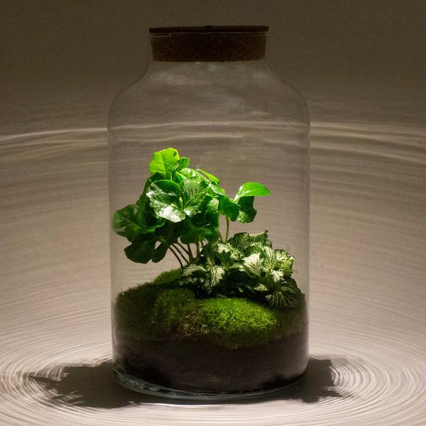 DIY-Terrarium - Milky Coffea mit Lampe - ↕ 31 cm