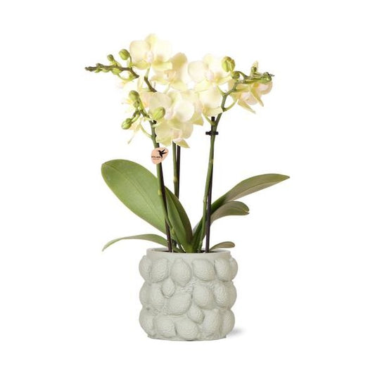 Kolibri Orchids | gele Phalaenopsis orchidee – Mexico + Citrus sierpot green – potmaat Ø9cm – 40cm hoog | bloeiende kamerplant in bloempot - vers van de kweker