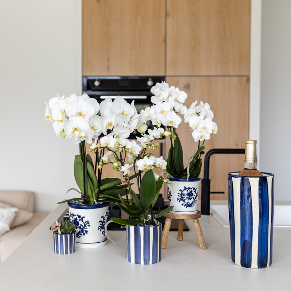 Hummingbird Orchids | Set of white Phalaenopsis orchid Amabilis and Succulent Crassula Hobbit in Painted Stripe pot blue - pot size Ø9cm + Ø6cm | flowering houseplant - fresh from the grower