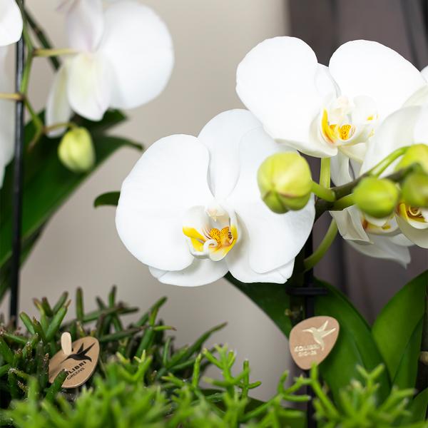 Hummingbird Orchids | white Phalaenopsis orchid - Niagara Fall - pot size Ø12cm | flowering houseplant - fresh from the grower