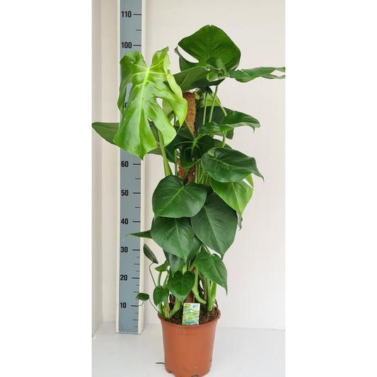 Monstera Moss Stick - Ø19cm - ↕80cm