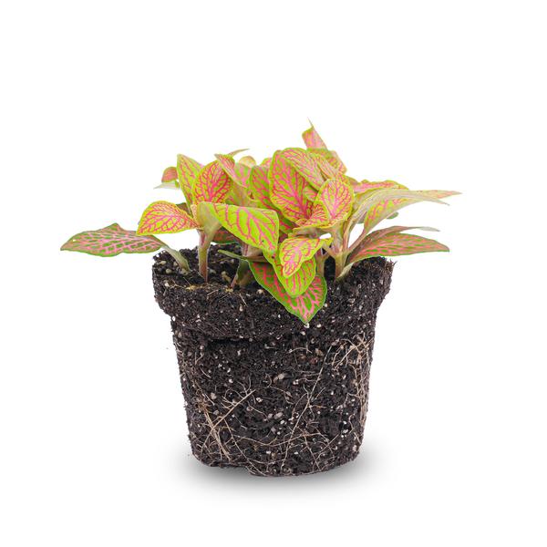 Fittonia Orange - Pink - Ruby Lime - Mosaic plant - Pot size 8