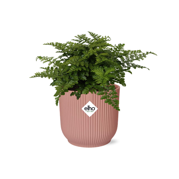 Asplenium Parvati in ELHO Vibes Fold 14cm pink