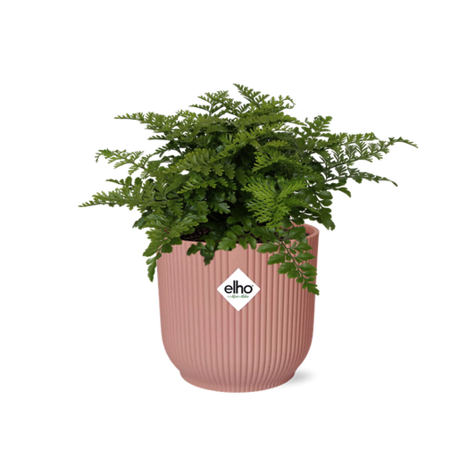 Asplenium Parvati in ELHO Vibes Fold 14cm roze