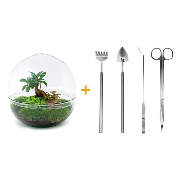 DIY terrarium - Dome XL - Ficus Ginseng Bonsai - ↕ 30 cm