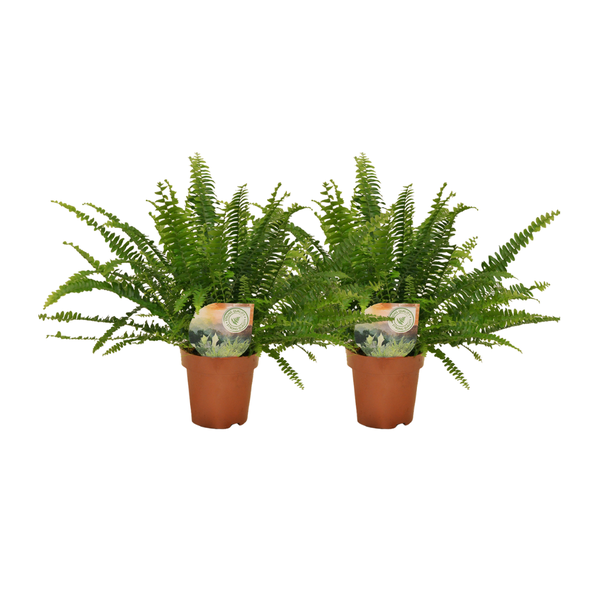 Nephrolepis Boston Farn - 2 Stück - ø12 - ↕30cm