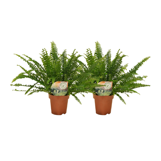 Nephrolepis curly fern - 2 pieces - ø12 - ↕30cm