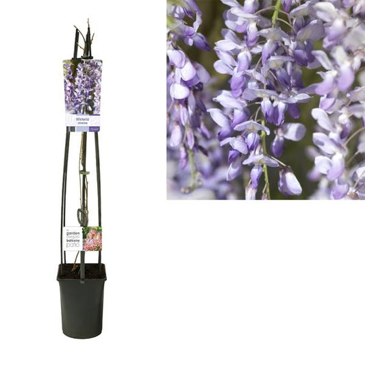 Wisteria Sinensis + Lichtetikett - Ø23cm - ↕115cm