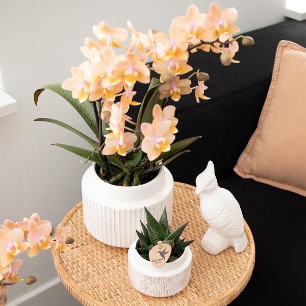 Kolibri Orchids - Surprise box mix - plant discount box - surprise box with 4 different orchids 9cm - fresh from the grower