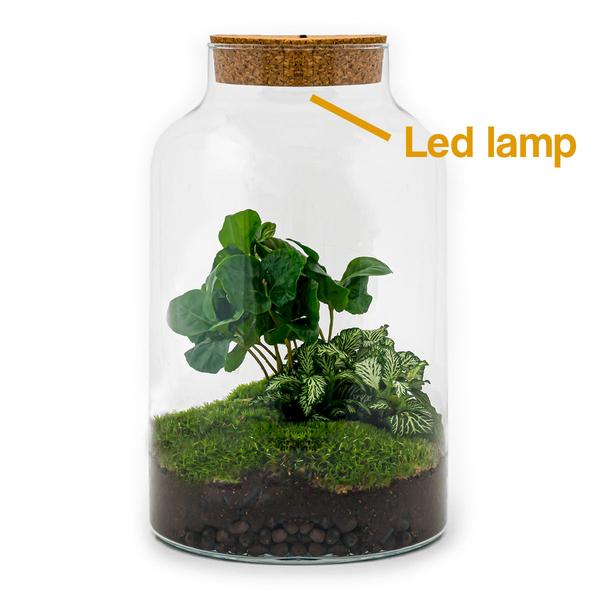 DIY-Terrarium - Milky Coffea mit Lampe - ↕ 31 cm