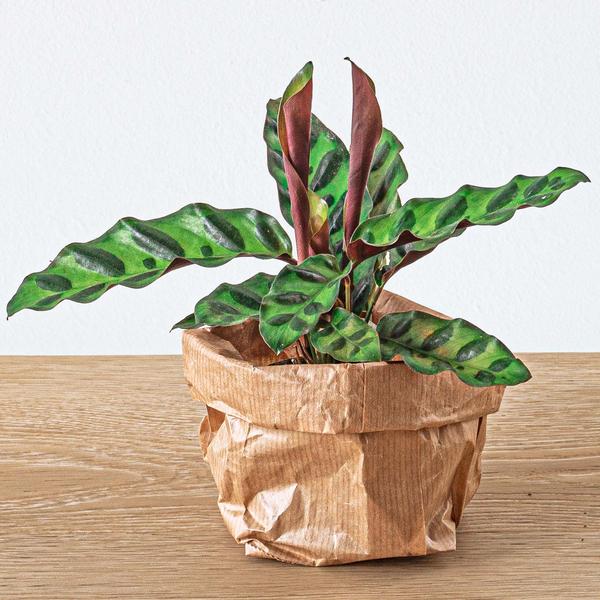 Calathea Lancifolia - Pauwenplant - Terrarium plant - Potmaat 6