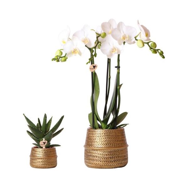 Kolibri Company - Pflanzenset Groove gold | Set mit weißer Phalaenopsis Orchidee Amabilis Ø9cm und Grünpflanze Sukkulente Aloe Brevifolia Ø6cm | inkl. goldenen Dekotöpfen aus Keramik