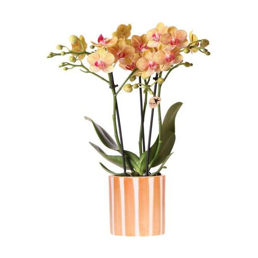 Hummingbird Orchids | orange Phalaenopsis orchid - Jamaica + Painted Stripe pot orange - pot size Ø9cm | flowering houseplant - fresh from the grower