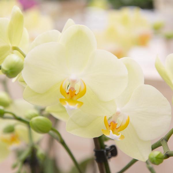 Hummingbird Orchids | yellow Phalaenopsis orchid - Mexico - pot size Ø9cm | flowering houseplant - fresh from the grower