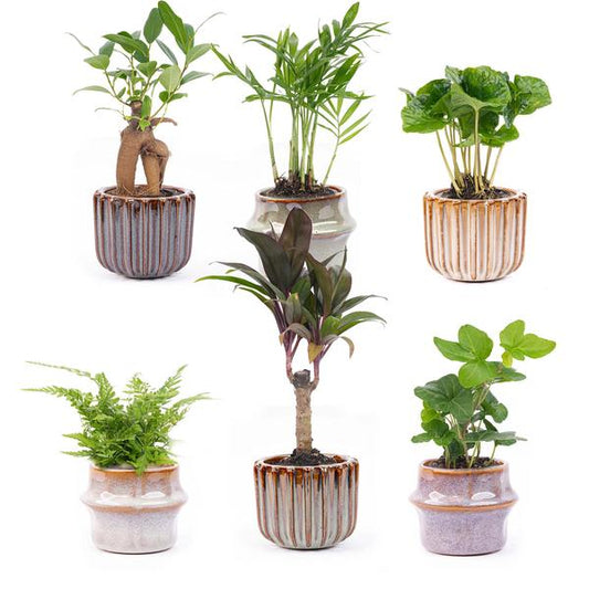 Mini plant set 6 - Including pot set Barcelona