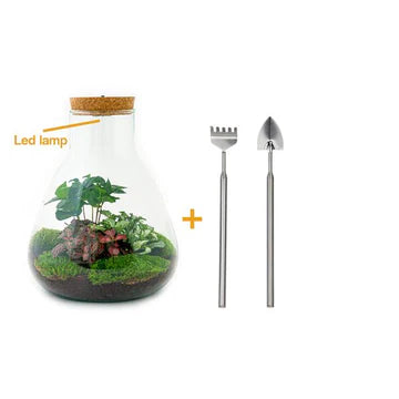 DIY terrarium - Sam Coffea with lamp - ↕ 30 cm