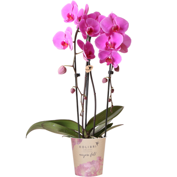 Kolibri-Orchideen | rosa Phalaenopsis Orchidee - Niagara Fall - Topfgröße Ø12cm | blühende Zimmerpflanze - frisch vom Züchter