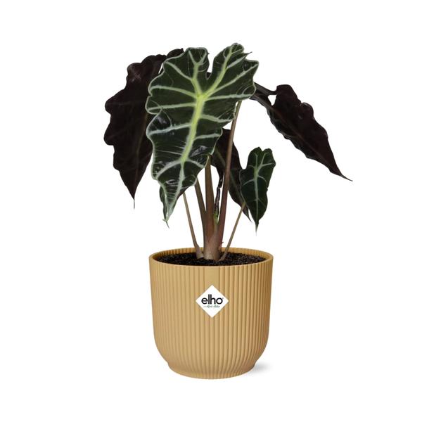 Alocasia 'Polly' in ELHO Vibes Fold 14cm yellow