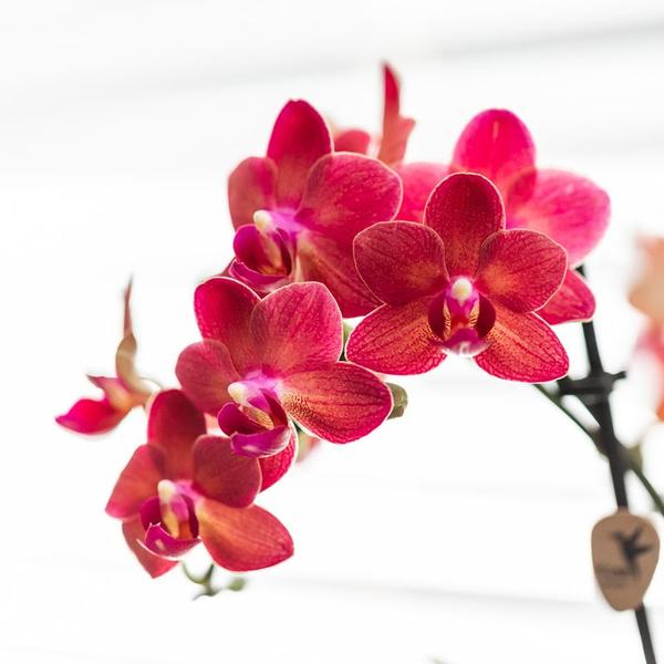 Hummingbird Orchids | Red Phalaenopsis orchid – Congo + Gummy pot travertine – pot size Ø9cm – 40cm high | flowering houseplant in flower pot - fresh from the grower