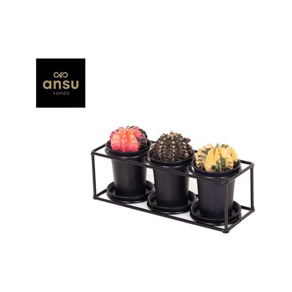 Cactus Trio In Design Frame - Ø25cm - ↕12cm